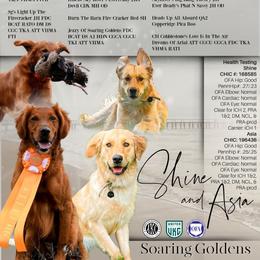 Boy 2 - Golden male Golden Retriever puppy in Salt Lake City, Utah from Soaring golden retrievers
