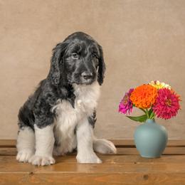 Boy 3 - male Goldendoodle puppy in Germantown, Ohio from Doodle Patch Farm
