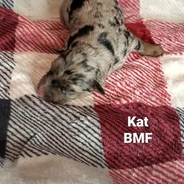 Kat - Miniature Australian Shepherd puppy in Roseville, California from Golden State Mini Aussies