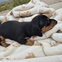 Dachshund Puppies from The Dachshund Den