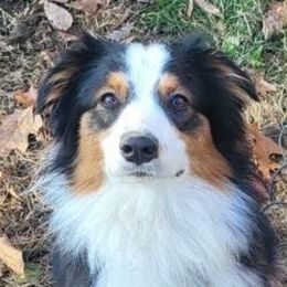 Ripley - Australian Shepherd