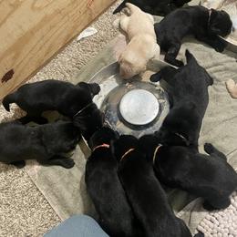 Labrador Retriever Puppies from Tall Oaks Labs