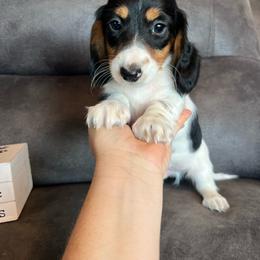 Bandit - Piebald male Dachshund puppy in Stuart, Iowa from Johnson Family Paws