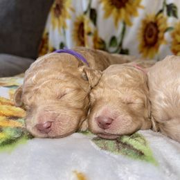 Goldendoodle and Labradoodle Puppies from Jessica Henry