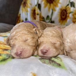 Goldendoodle and Labradoodle Puppies from Jessica Henry