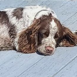English Springer Spaniels from Hoppin Honey Homestead