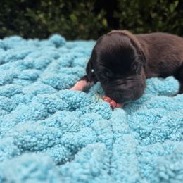 Kev - Black male Great Dane puppy in Granby, Missouri from HCR Great Danes