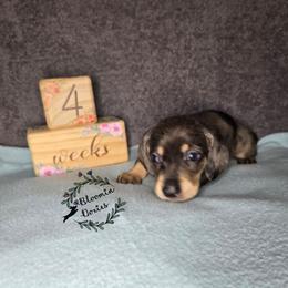 Boy 1 - Dapple male Dachshund puppy in Valrico, Florida from Bloomin Doxies