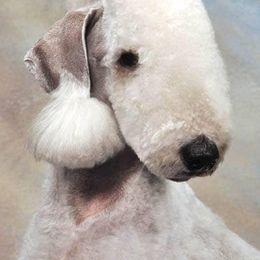 Bedlington Terriers from Wildwynd Bedlingtons