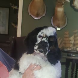 Cocker Spaniel puppies from Claire's Cockers