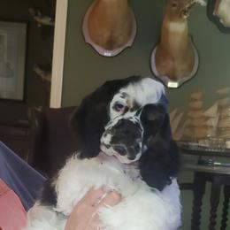 Cocker Spaniel puppies from Claire's Cockers