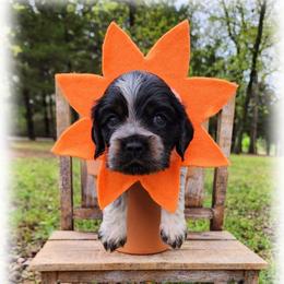 Anthony - Blue roan and tan male Cocker Spaniel puppy in Tecumseh, Oklahoma from Gambill's Cocker Spaniel Cuties
