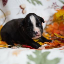 Tripp - Brindle male Boxer puppy in Warsaw, New York from Hillview Kennels