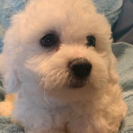 Teal Collar Female - Bichon Frise puppy from ACC Ranch