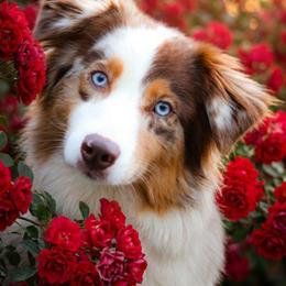 Summer ☀️ - Australian Shepherd