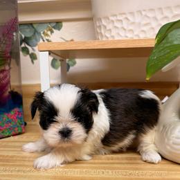 Girl 3 parti-colored - Tricolor female Shih Tzu puppy in Citrus Heights, California from The Lion dog Shih Tzu