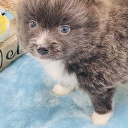 Lenny 1600 - Blue merle male Pomeranian puppy in Douglas, Georgia from Heartland small breeds