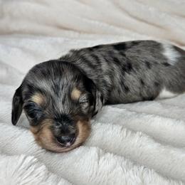 Wasabi - Dapple male Dachshund puppy in Lakeland, Florida from Buckwild Doxies