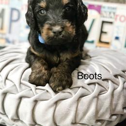 Boots - Phantom male Goldendoodle puppy in Pasco, Washington from Camp Doodle Woods
