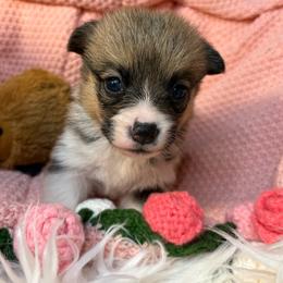 Girl2 -  litter runt at birth - Red female Pembroke Welsh Corgi puppy in Mountain View, Hawaii from Celtic Corgis