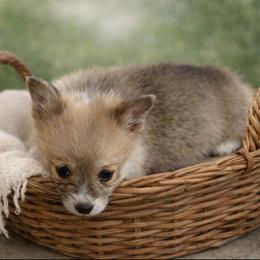 Joey - Sable and white male American Corgi puppy in Missouri from Country Legends Aussies & Corgis