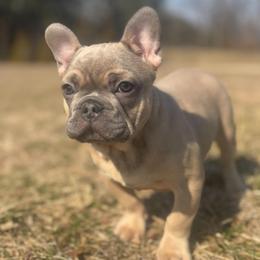 Olaf - Blue male French Bulldog puppy in Salisbury, Maryland from 77 Frenchies Maryland