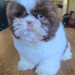 Mia - Liver and white female Shih Tzu puppy in Stroudsburg, Pennsylvania from Puppyville Pa Shih Tzu & frenchies