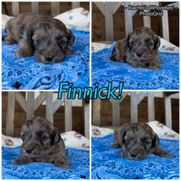 Finnik - Merle male Whoodle puppy in Gladewater, Texas from Kalin’s K9s
