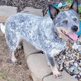 Nettles - Australian Cattle Dog