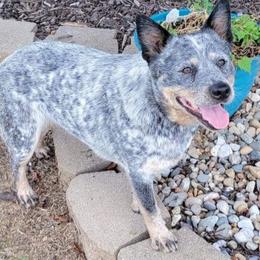 Nettles - Australian Cattle Dog