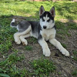 Siberian Husky puppies from Love My Paws