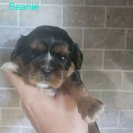 Beanie - Black and tan female Cavalier King Charles Spaniel puppy in Caledonia, Michigan from Magnolia Acres