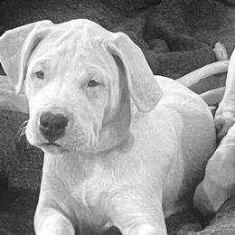 Green female - White female Dogo Argentino puppy in Winter Haven, Florida from Wayward’s Dogos and Spellbound Greyhounds