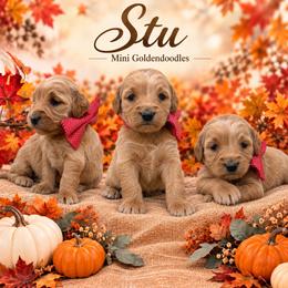 Stu - Apricot male Goldendoodle puppy in St Anthony, Idaho from Diamond H Puppies