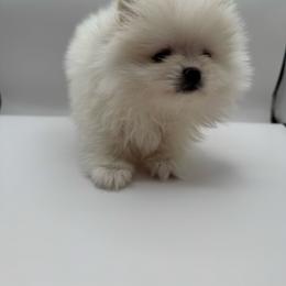 Alvin - White male Pomeranian puppy in Brandon, Vermont from Poms All Day