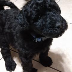 Poodle and Whoodle Puppies from Twin Pines