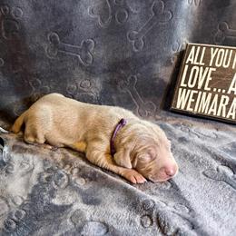 Dark Purple Collar - Silver gray female Weimaraner puppy in Sevierville, Tennessee from K&K Weimaraners