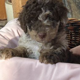 Cookies and Cream - Chocolate merle female Bernedoodle puppy in Cody, Wyoming from Yellowstone Breeders