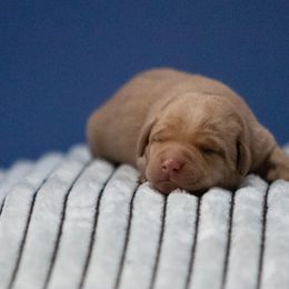 Labrador Retriever Puppies from Sun Ridge Labradors