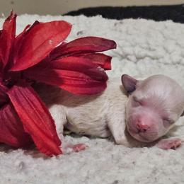 Jitterbug - Cream female Maltipoo puppy in Arkansas from Brew House