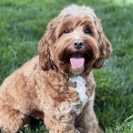 Abby - Australian Labradoodle