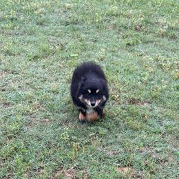 Bear - Black tri male Miniature American Shepherd puppy in Crockett, Texas from Broken G Kennels