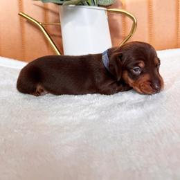 Macchiato - Chocolate and tan male Dachshund puppy in Jacksonville, Florida from Florida Dippin’ Dachshunds & Aussiedoodles