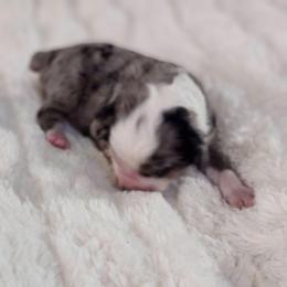 Clover - Blue merle female Miniature Australian Shepherd puppy in Gainesboro, Tennessee from Family Tradition