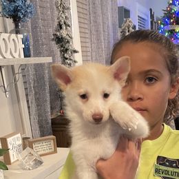 Brody - White Pomsky puppy in Kentwood, Michigan from Pupstar Pomskies