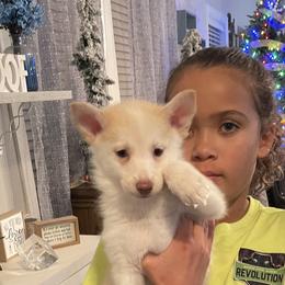 Brody - White Pomsky puppy in Kentwood, Michigan from Pupstar Pomskies