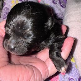 Mini Oreo - Black male Pomeranian puppy in North Port, Florida from West Coast Diva Pupz