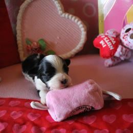 Spruce - Black male Havanese puppy in Sunriver, Oregon from Contigo Havanese