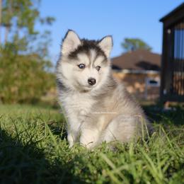 Stella - Gray and white female Pomsky puppy in Loxahatchee, Florida from Cardinal Point Pomskies