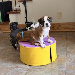 Alex - Fawn male Boxer puppy in Upper Sandusky, Ohio from Rock Run Homestead